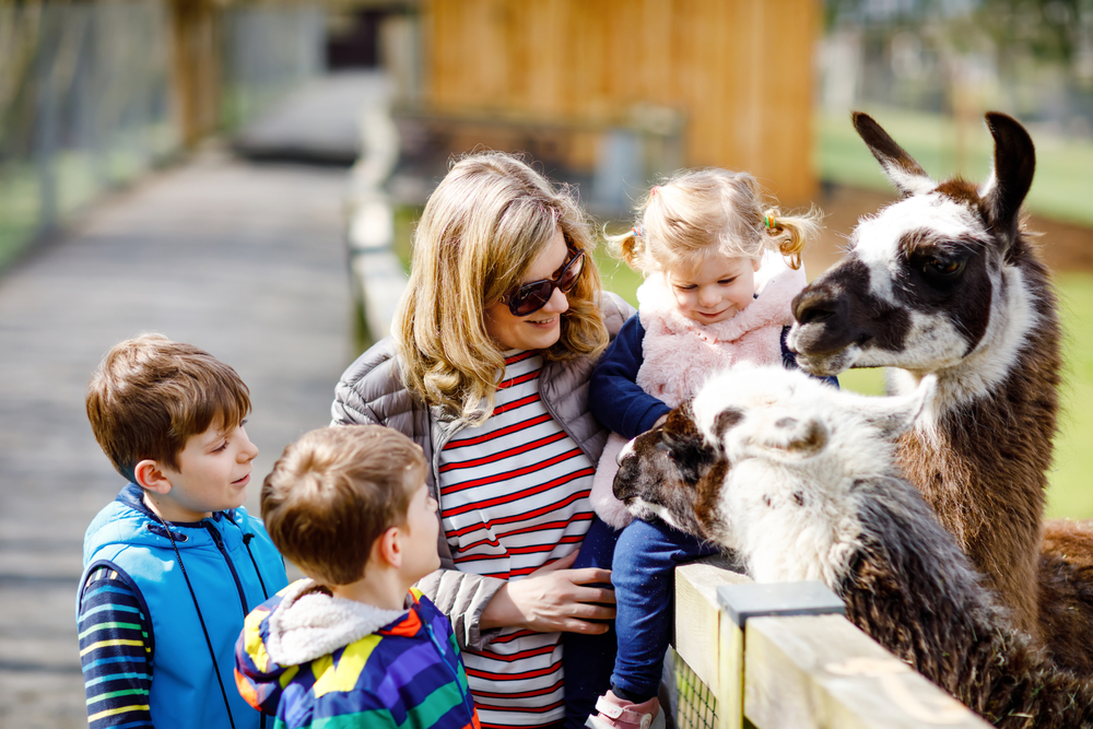 Une petite fille, deux enfant et leur mère nourrissant un lama et un alpaga dans un zoo. LesTrois enfants caressent des animaux au zoo. 