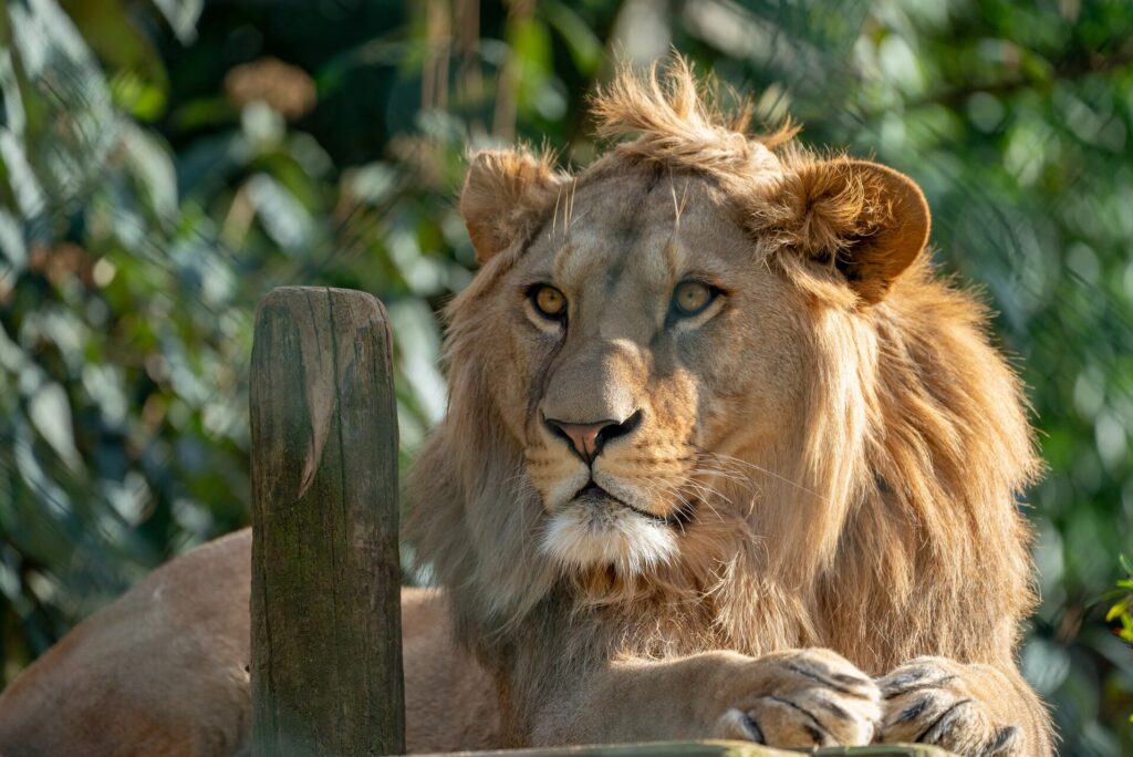 un lion au zoo d'Amnéville