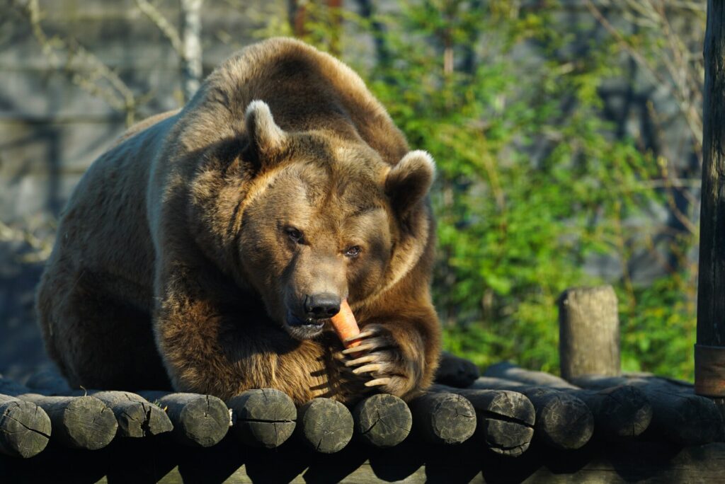 Les animaux dans leur habitat naturel au zoo Amnéville